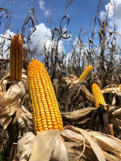 Pre�o do Milho cai 3% em Mato Grosso