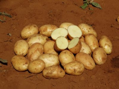 Batata: Colheita acelerada nas semanas anteriores reduz oferta nesta