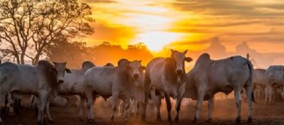 Encontro de intensifica��o de pastagens mostra t�cnicas de manejo para o pasto ideal