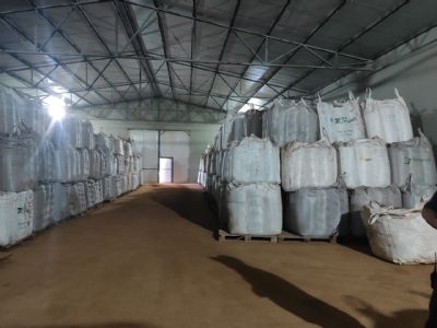 Evolu��o: C�mara de sementes de ICF aumenta em at� 5 sacas de produtividade/ha