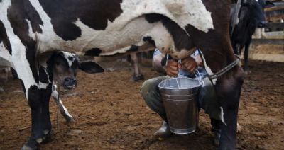 Pre�o do leite pago ao produtor subiu 23,8% desde maio, considerando a m�dia nacional