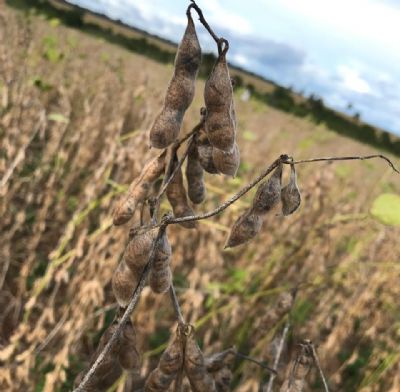 Soja tem altas em Chicago com demanda forte pelo produto americano e expectativa por relat�rio do USDA