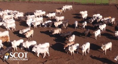 Boi gordo e expectativa de aumento na arroba