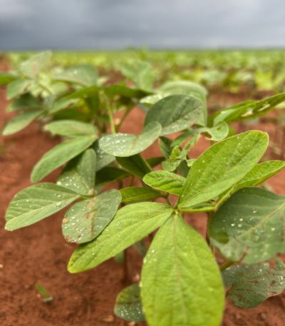 Soja: Setor se atenta ao baixo volume de chuva na Am�rica do Sul