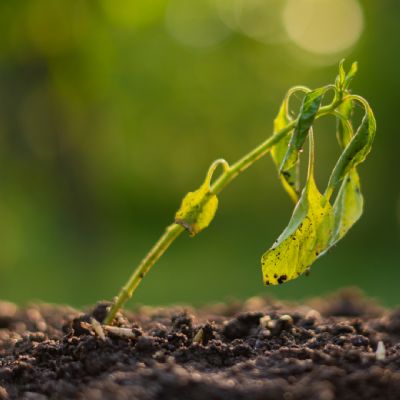 Quer�ncia declara estado de emerg�ncia devido � escassez de chuvas