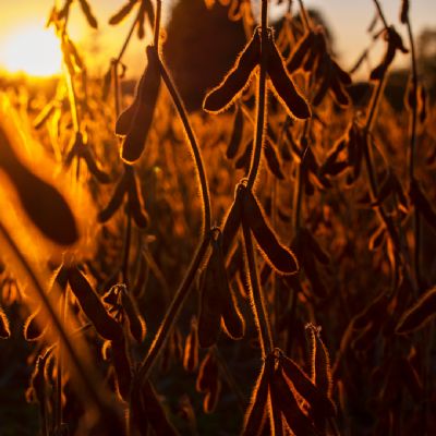 Soja permanece em queda na bolsa de Chicago