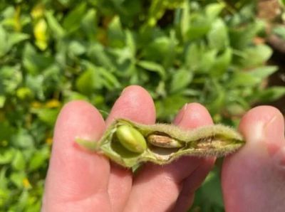 Produtores de soja de MT est�o com dificuldades em vender gr�os avariados por anomalia