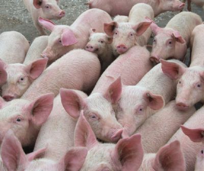 Poder de compra do suinocultor paulista segue em queda em maio