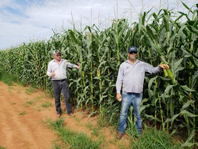 Com dez dias de estiagem, falta de chuvas come�a a preocupar produtores de milho no M�dio Araguaia