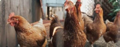 Congresso APA vai abordar biosseguridade