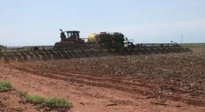 Plantio de soja no Brasil ultrapassa m�dia dos �ltimos cinco anos
