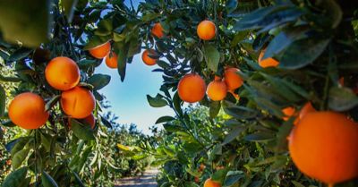 Citros: Valores das laranjas est�o enfraquecidos