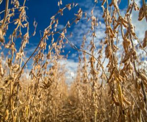 Produtividade da safra de soja reduz 23% em Canarana