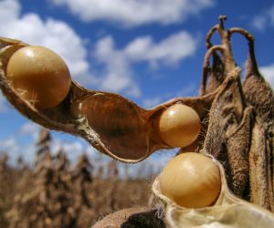 Soja: Indicadores fecham agosto em alta