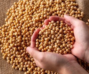 Judici�rio de MT determina corre��o de vig�ncia de prazo de patentes da Bayer/Monsanto