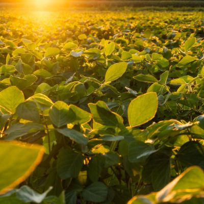 Custeio da safra 24/25 ultrapassa R$4 mil/ha em MT