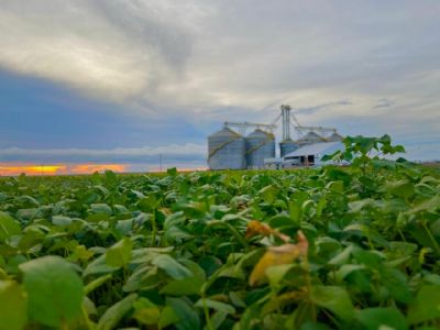 Demanda nos portos aquece negocia��es e impulsiona pre�os da soja no mercado interno