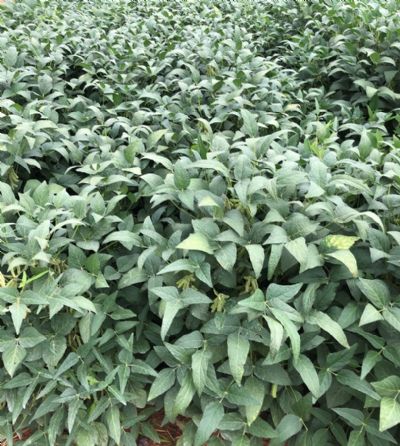 Estudos indicam que bioestimulante eleva produtividade da soja em mais de 10 sacas por hectare, segundo fabricante