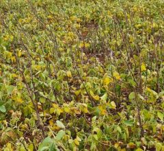 Aprosoja-MT envia of�cio ao Mapa com sugest�es para ajudar produtor a superar crise