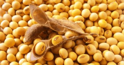 Soja recua em Chicago nesta 5� feira e mercado volta os olhos para o USDA Outlook Forum