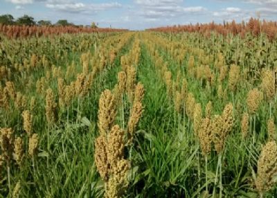 Sorgo: cultura cresce no Brasil como alternativa para produ��o de gr�os