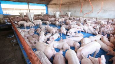 Su�nos: Rela��o de troca por milho � a pior da hist�ria