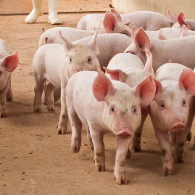 Exporta��es brasileiras de carne su�na atingem recorde em maio de 2025, com destaque para Mato Grosso