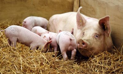 Su�nos: Apesar das recentes quedas, m�dia mensal se sustenta