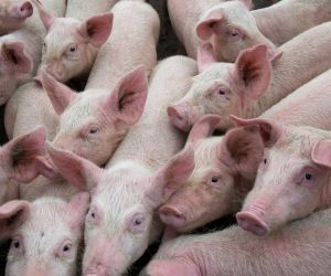 Pre�os do vivo e da carne recuam; cai poder de compra frente ao farelo