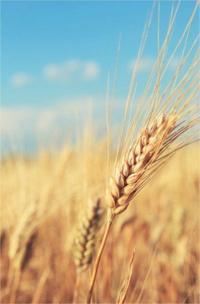 Pre�o do trigo continua elevado no Brasil