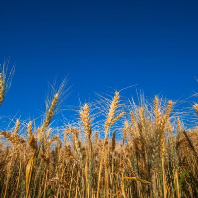 Trigo: Pre�os se enfraquecem no final do m�s