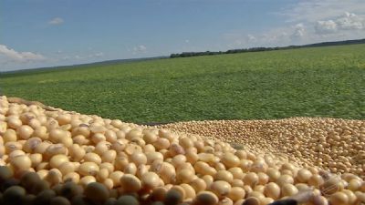 Soja come�a 2� feira com altas em Chicago e espera por novos boletins do USDA na semana