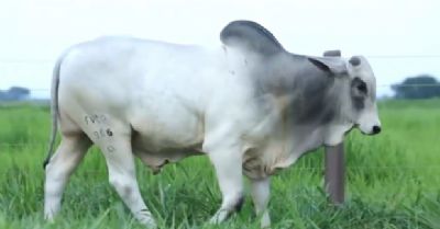 Investidor compra cota de Touro e eleva pre�o do animal para quase um milh�o de reais