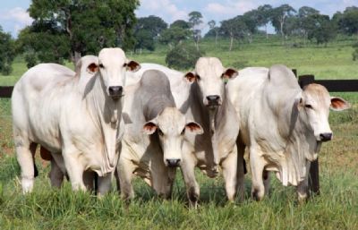 Pre�o da @ do boi a vista cai  mais de 5% em uma semana no Norte Araguaia