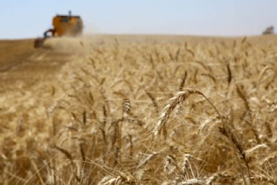 Trigo: Pre�os seguem em eleva��o no Brasil; Neg�cios s�o pontuais