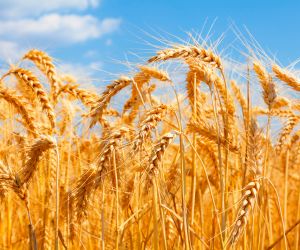 Trigo: Com baixa liquidez, pre�os variam pouco