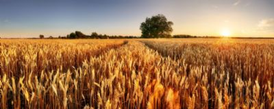 Excel�ncia na produ��o de cereais de inverno ancora a edi��o 2022 do evento Wintershow