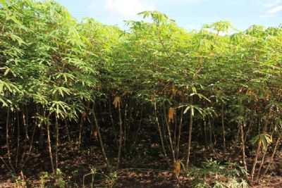 Em Porto Alegre do Norte Unidade de Observa��o testa nove variedades de mandioca para agricultura familiar