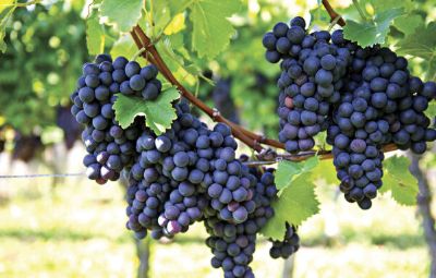 Uva: Demanda reduzida pressiona cota��es das uvas finas em Marialva (PR)