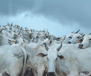 Subiu a cota��o da vaca e a da novilha gorda em S�o Paulo