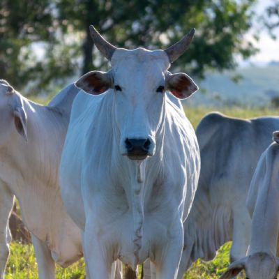 Tarifa dos EUA sobre carne bovina brasileira pode gerar perda de at� US$ 1 bilh�o