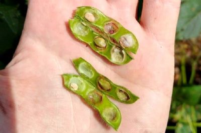 Incid�ncia de anomalia nas vagens tem aumento na safra