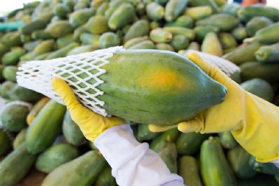 Mam�o: Valor do Hava� reage nas regi�es produtoras