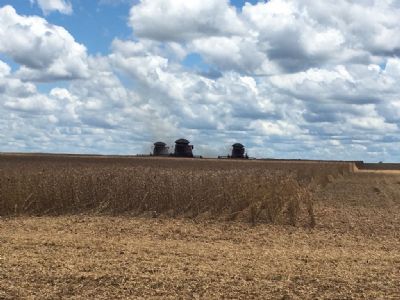 Colheita de soja no Norte Araguaia ultrapassa 70% das lavouras, aponta relat�rio