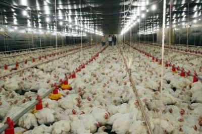 Internet e seus benef�cios chegam  �s av�culas