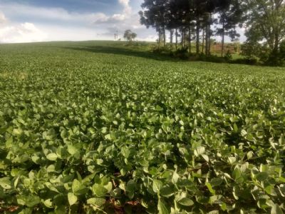 MS: Prazo para agricultor registrar �rea plantada com soja termina em 10 de janeiro