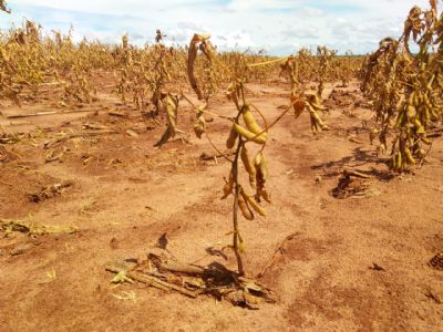 Seca est� dizimando as lavouras de soja no planalto central do Rio Grande do Sul