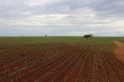 MT: pesquisa vai mostrando viabilidade do plantio da soja em fevereiro