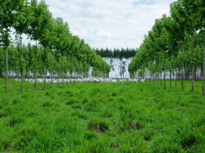 Integra��o lavoura-pecu�ria-floresta j� ocupa 11,5 milh�es de hectares no Brasil