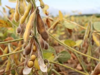 Cota��es da soja subiram durante a semana